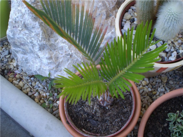cikas palma